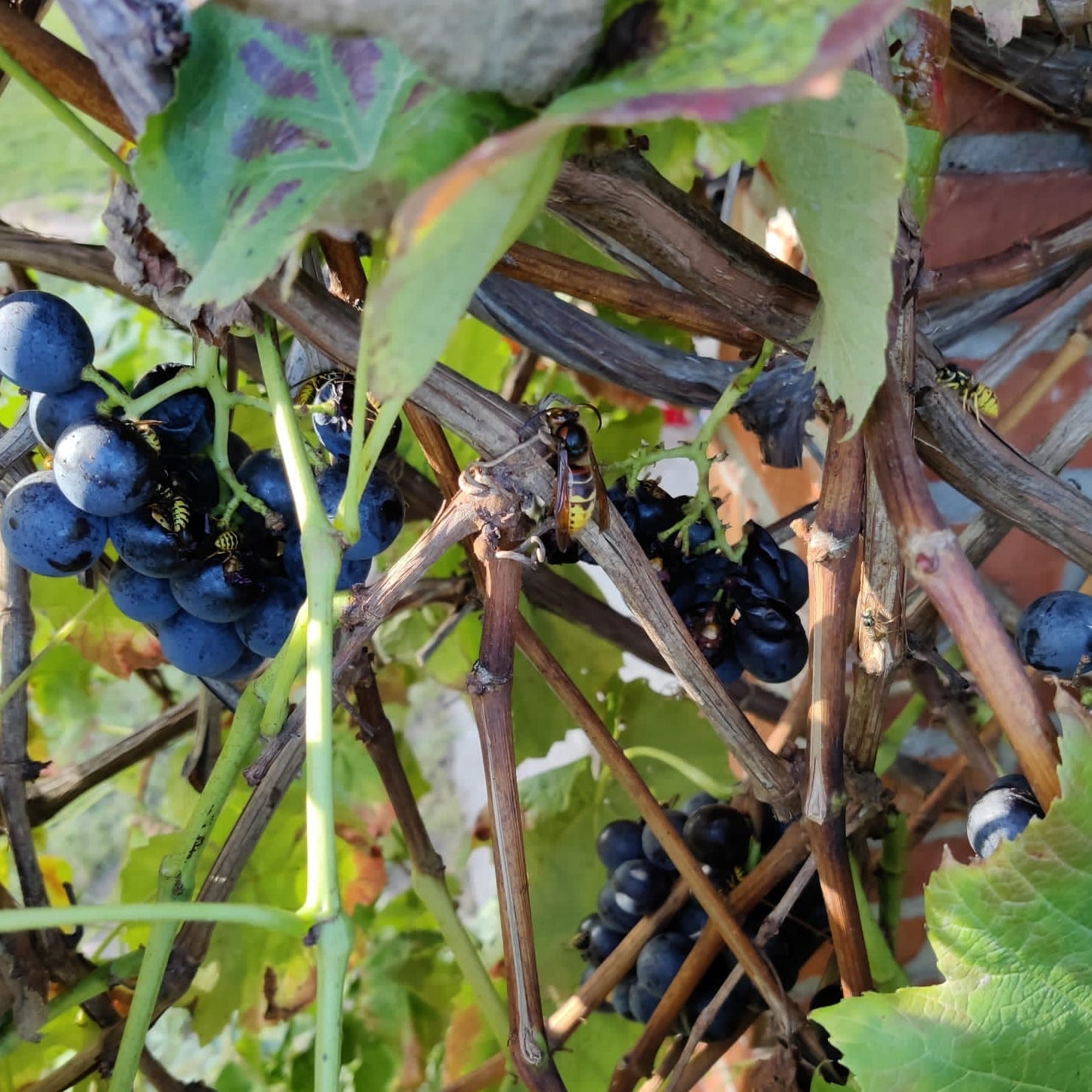 Fruchtaufstrich Weintraube